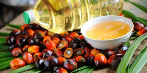 exporter of Palm Oil in USA