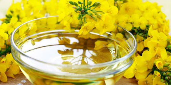 rapeseed oil exporters and suppliers