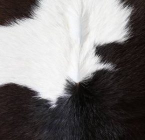 cow skin suppliers