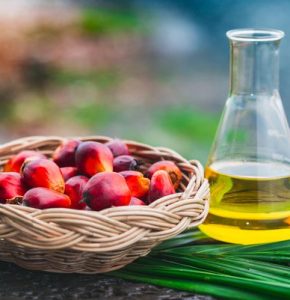 exporter of Palm Oil