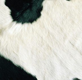 cow skin suppliers near me