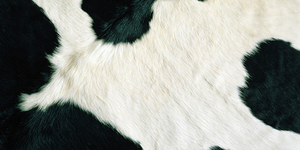 Cow Skin For Sale